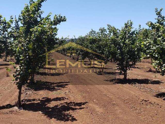 #172 - Establecimiento para Venta en Traiguén - IX - 1